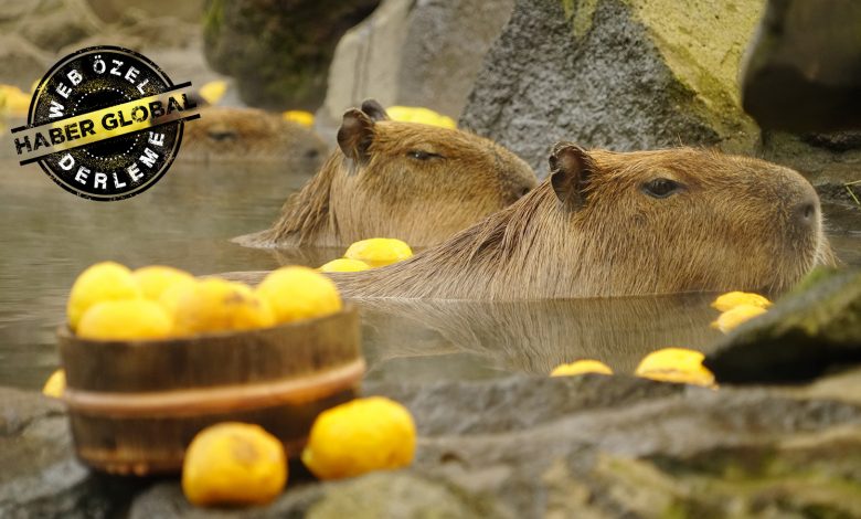 kapibaralar isini biliyor bilimsel olarak ispatlandi VmY6